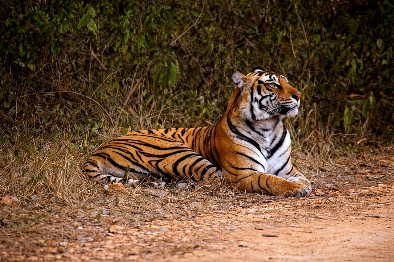Royal Rajasthan & Tiger Safari